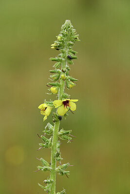 BUITEN BEELD Foto: 442071