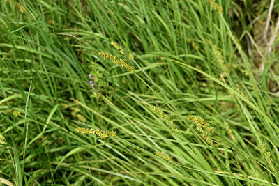 BUITEN BEELD Foto: 442075