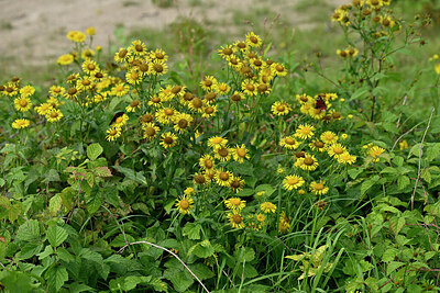 BUITEN BEELD Foto: 442078