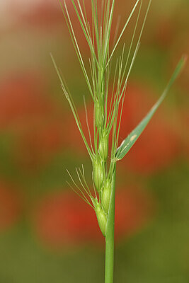 BUITEN BEELD Foto: 442081