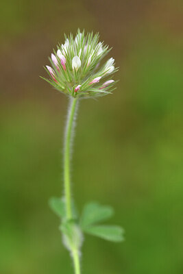 BUITEN BEELD Foto: 442088