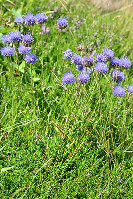 BUITEN BEELD Foto: 442090