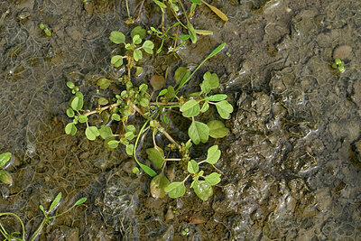 BUITEN BEELD Foto: 442092