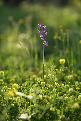 BUITEN BEELD Foto: 442097