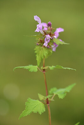 BUITEN BEELD Foto: 442099