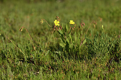 BUITEN BEELD Foto: 442100