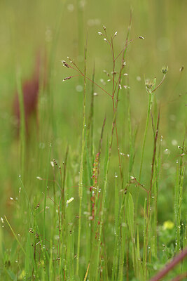 BUITEN BEELD Foto: 442104