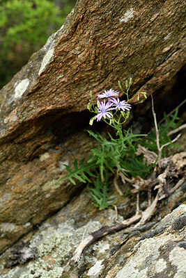 BUITEN BEELD Foto: 442109
