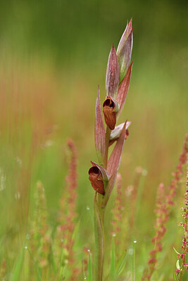 BUITEN BEELD Foto: 442111