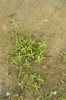BUITEN BEELD Foto: 442116