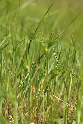 BUITEN BEELD Foto: 442121