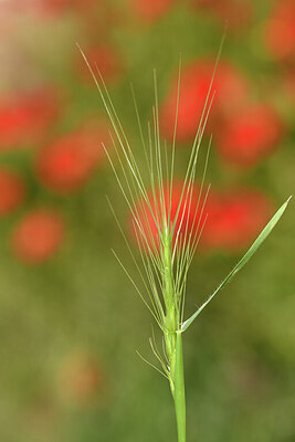 BUITEN BEELD Foto: 442125