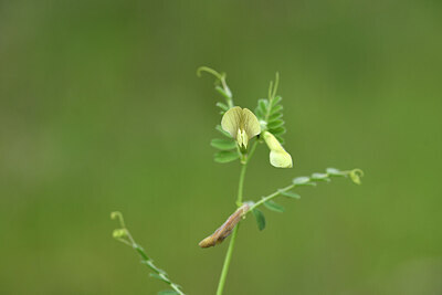 BUITEN BEELD Foto: 442128