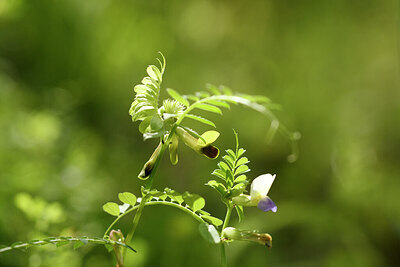 BUITEN BEELD Foto: 442129