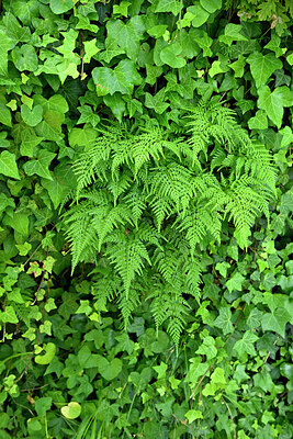BUITEN BEELD Foto: 442136