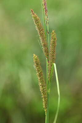 BUITEN BEELD Foto: 442139