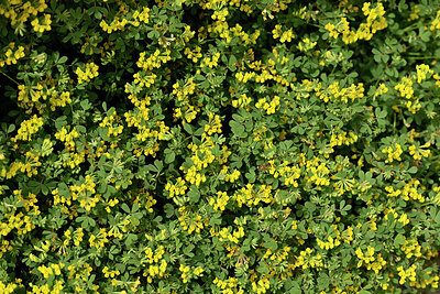 BUITEN BEELD Foto: 442140