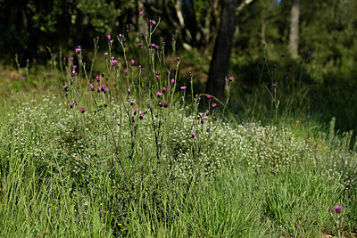 BUITEN BEELD Foto: 442144