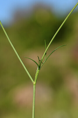 BUITEN BEELD Foto: 442145