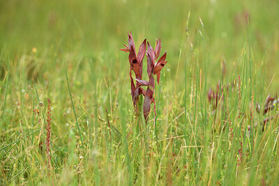 BUITEN BEELD Foto: 442146