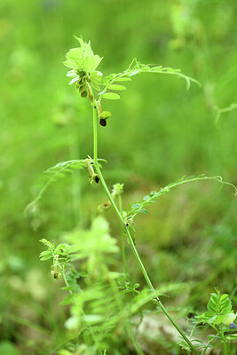BUITEN BEELD Foto: 442165