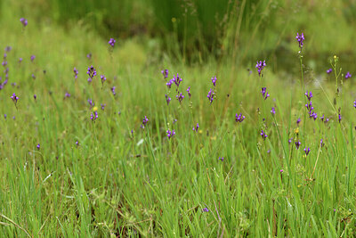BUITEN BEELD Foto: 442166