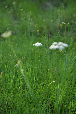 BUITEN BEELD Foto: 442170