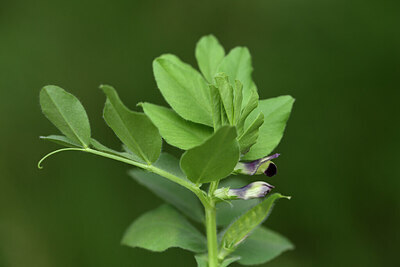 BUITEN BEELD Foto: 442171