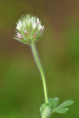 BUITEN BEELD Foto: 442172