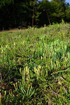 BUITEN BEELD Foto: 442174