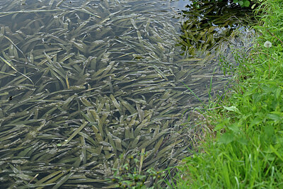 BUITEN BEELD Foto: 442176