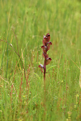 BUITEN BEELD Foto: 442185