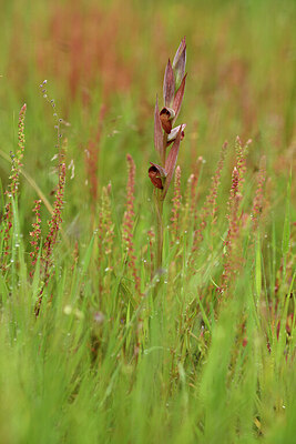 BUITEN BEELD Foto: 442188