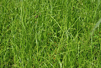 BUITEN BEELD Foto: 442192