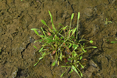 BUITEN BEELD Foto: 442194
