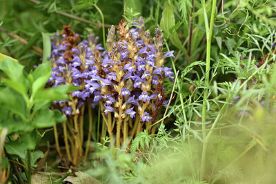 BUITEN BEELD Foto: 442195