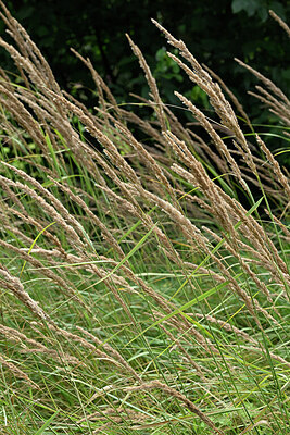 BUITEN BEELD Foto: 442197