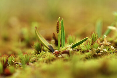 BUITEN BEELD Foto: 442201