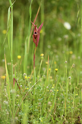 BUITEN BEELD Foto: 442204