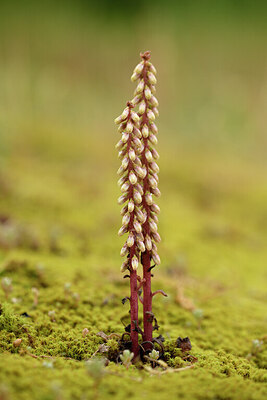 BUITEN BEELD Foto: 442205
