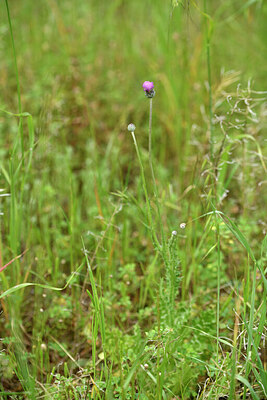 BUITEN BEELD Foto: 442207