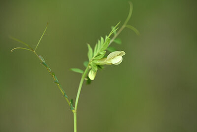 BUITEN BEELD Foto: 442209