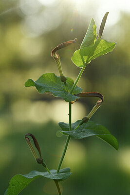 BUITEN BEELD Foto: 442210