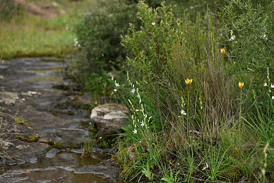 BUITEN BEELD Foto: 442211