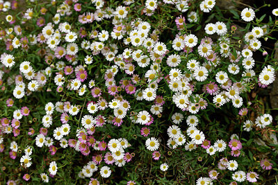 BUITEN BEELD Foto: 442217