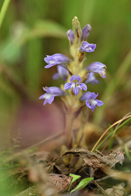 BUITEN BEELD Foto: 442220