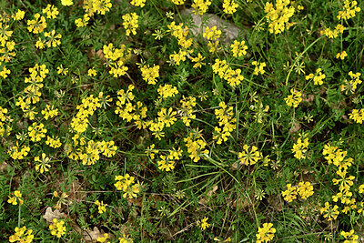 BUITEN BEELD Foto: 442221
