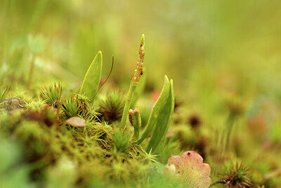 BUITEN BEELD Foto: 442223