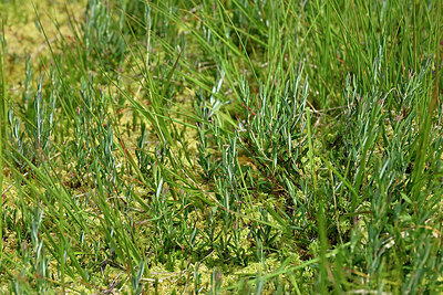 BUITEN BEELD Foto: 442224