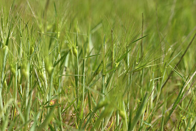 BUITEN BEELD Foto: 442226